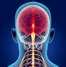 bachadon bo'yni umurtqasining asab kanallarini tasvirlash